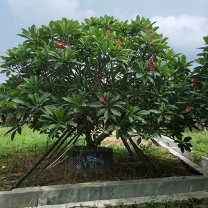 ?？诰G化苗木基地_大紅雞蛋花