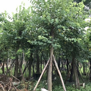 海口苗木基地_紅花紫荊