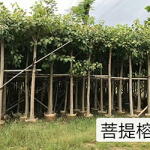 ?？诰G化苗木基地_海南菩提榕