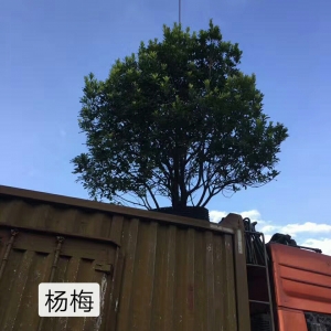 綠化苗木_楊梅