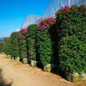 海南造型植物苗圃，綠化造型苗木基地