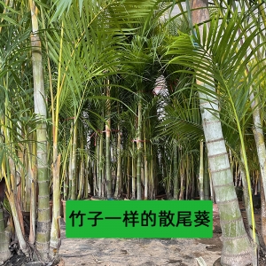 ?？谏⑽部鸰?？趦?yōu)質(zhì)散尾葵批發(fā)-海南冠平綠籬苗木基地   