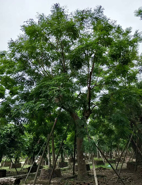 海南?？趩棠痉N植基地(圖4)