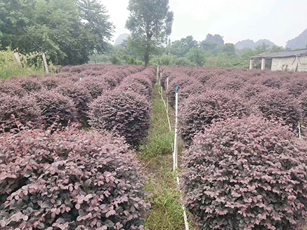 ?？诰G化苗木基地_紅花繼木球(圖2)