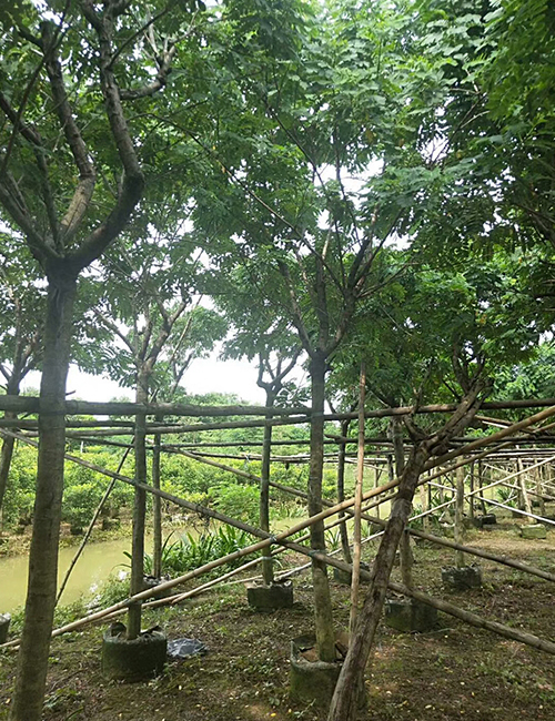 海南?？趩棠痉N植基地(圖8)