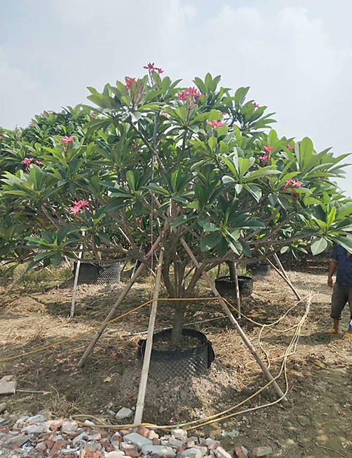 海南園林綠化苗木雞蛋花報價(圖1)