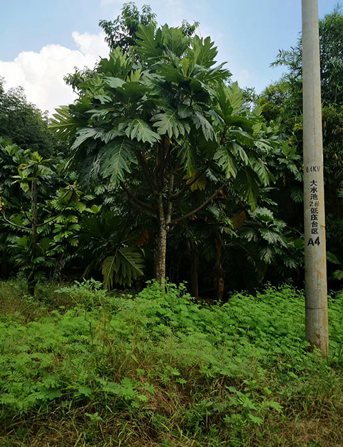 海南?？趩棠痉N植基地(圖6)