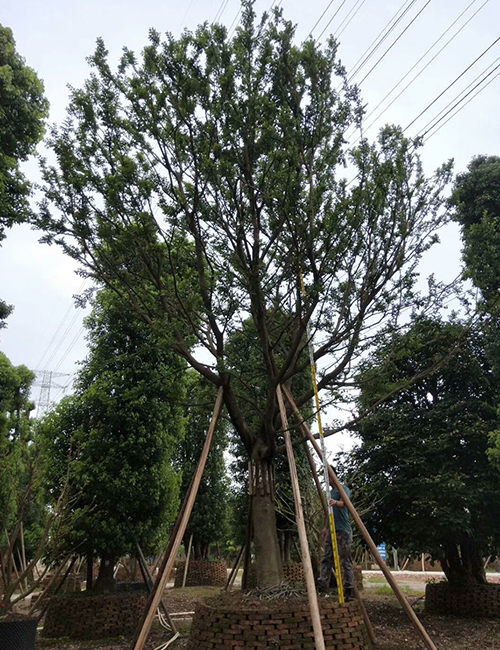 海口綠化苗木苗圃_海南樸樹(圖5)