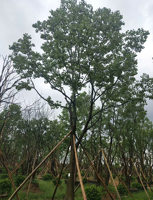 海南苗圃_海南園林綠化苗木烏桕(圖5)