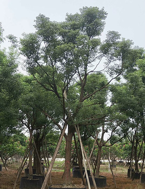 ?？诿缒净豞海南市政綠化苗木香樟報(bào)價(jià)(圖1)