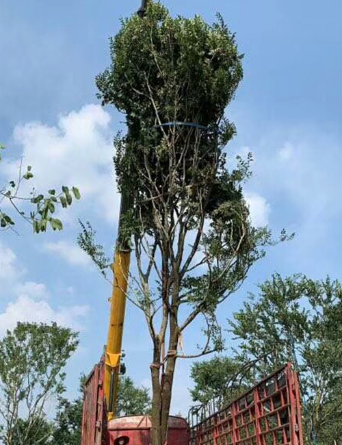 海南?？趩棠痉N植基地(圖5)