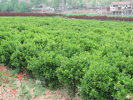 ?？诠嗄痉N植基地_海南大型灌木苗圃(圖2)