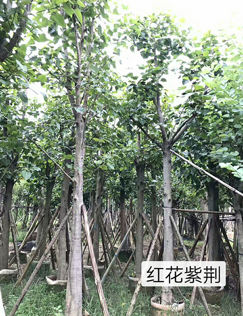 ?？诿缒净豞紅花紫荊(圖5)