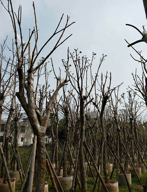 ?？诰G化苗木基地_海南黃花風(fēng)鈴木(圖4)