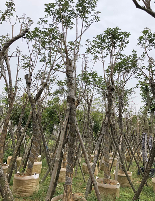 海口綠化苗木基地_海南黃花風(fēng)鈴木(圖9)