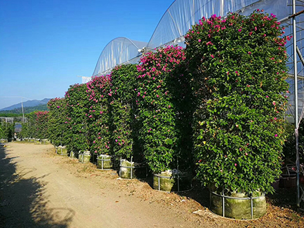 海南造型植物苗圃，大型園林綠化造型種植基地(圖5)