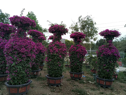 海南造型植物苗圃，大型園林綠化造型種植基地(圖4)